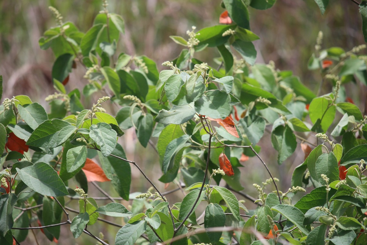 Croton aromaticus L.